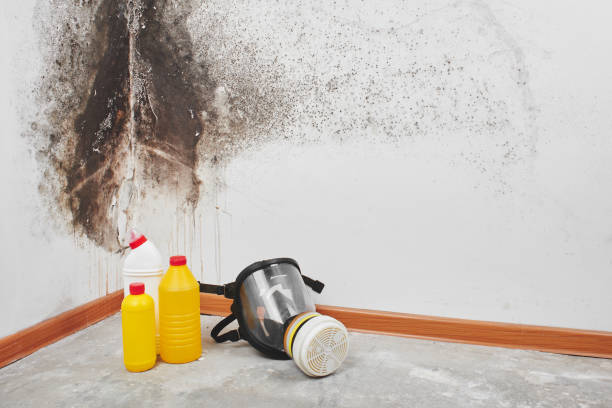 Best Attic Mold Removal  in Southside Place, TX