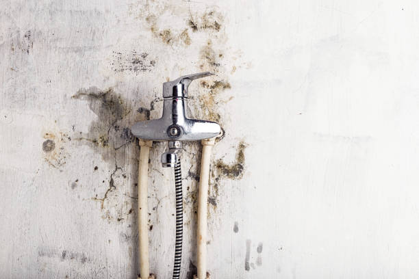 Best Local Mold Removal Service  in Southside Place, TX