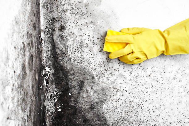 Best Attic Mold Removal  in Southside Place, TX