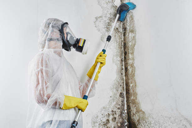 Professional Mold Removal in Southside Place, TX