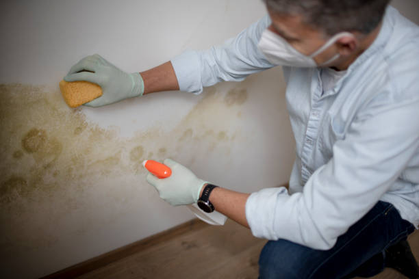 Best Commercial Mold Removal  in Southside Place, TX