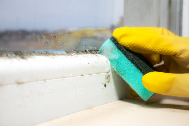 Best Black Mold Removal  in Southside Place, TX
