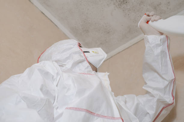 Best Mold Damage Repair  in Southside Place, TX